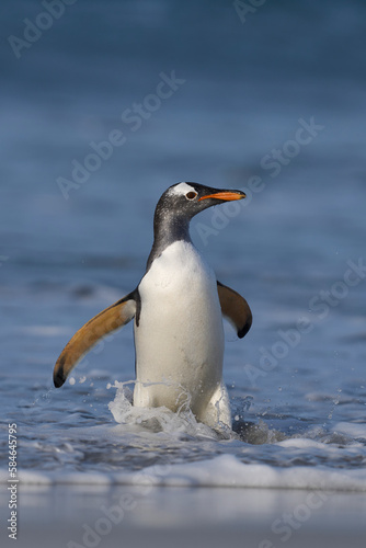 Gentoo Penguins  Pygoscelis papua  coming ashore after feeding at sea on Sea Lion Island in the Falkland Islands.