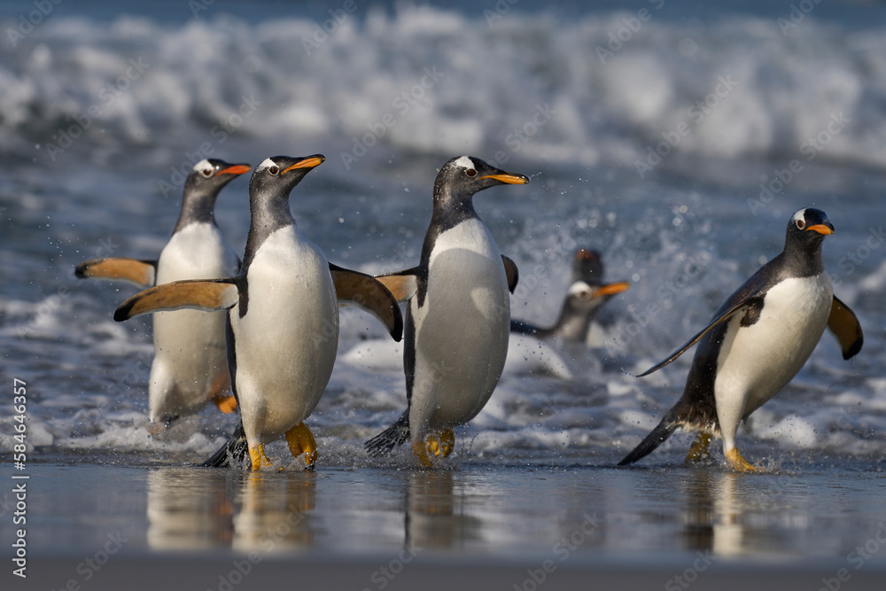 Obraz premium Gentoo Penguins (Pygoscelis papua) coming ashore after feeding at sea on Sea Lion Island in the Falkland Islands.