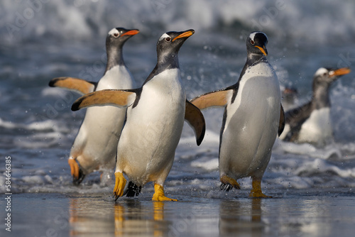 Gentoo Penguins (Pygoscelis papua) coming ashore after feeding at sea on Sea Lion Island in the Falkland Islands.