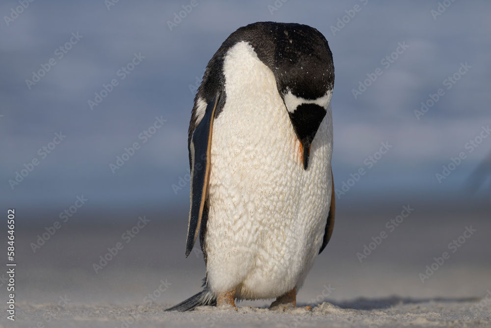 Fototapeta premium Gentoo Penguin (Pygoscelis papua) preening on the beach after coming ashore on Sea Lion Island in the Falkland Islands.