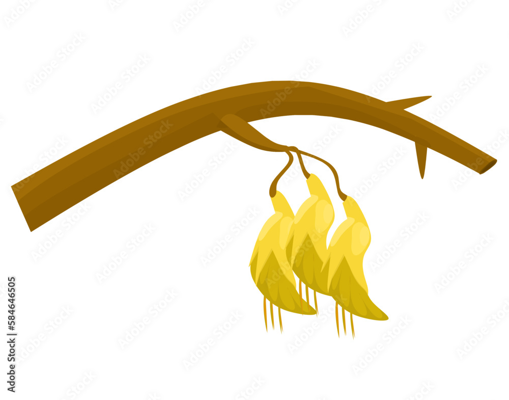 New Zealand Flower, Illustration of Kowhai Flowers. The National Flower