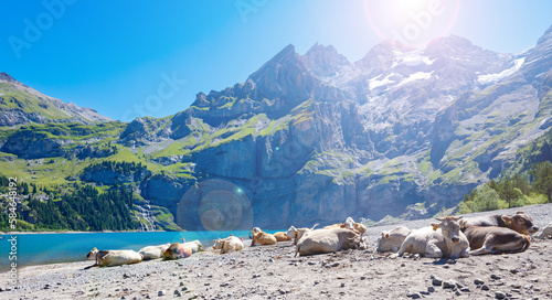 Mountain and blue lake with cows in Switzerland