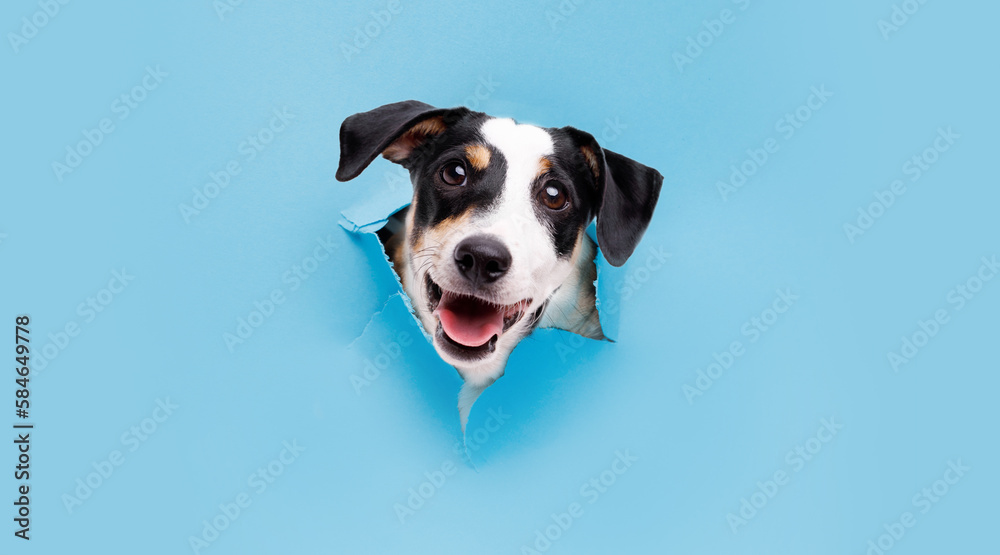 Smiling dog on trendy blue background. Lovely fluffy dog climbs out of hole in colored background. Wide angle horizontal wallpaper or web banner. Free space for text.