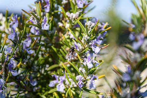 Wallpaper Mural Flowering rosemary on a roof terrace in Vienna with a pollinating bee Torontodigital.ca