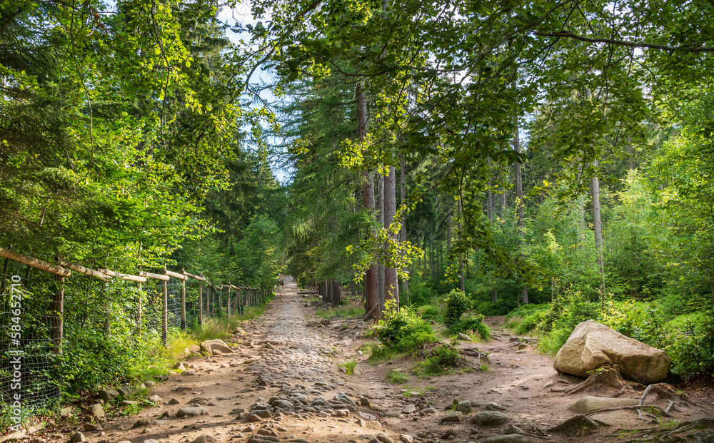 Path in the forest in The Karkonosze Mountains, Poland Path in the forest in The Karkonosze Mountains, Poland