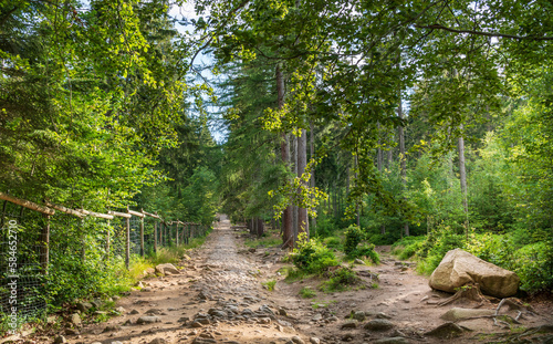 Path in the forest in The Karkonosze Mountains, Poland