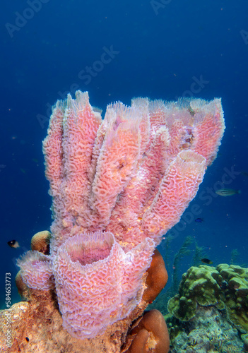 Pink sponge on tropical reef