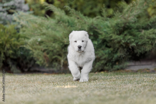 Central Asian Shepherd Dog puppy. White puppy. Dog litter. Kennel. Gigant dog breed puppy