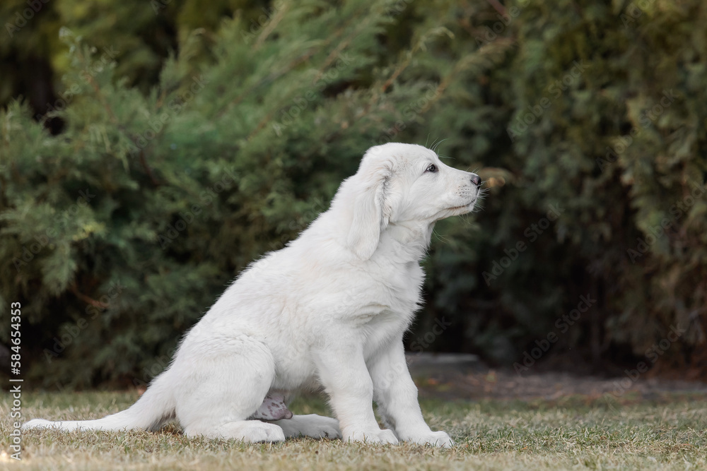 Central Asian Shepherd Dog puppy. White puppy. Dog litter. Kennel. Gigant dog breed puppy Central Asian Shepherd Dog puppy. White puppy. Dog litter. Kennel. Gigant dog breed puppy
