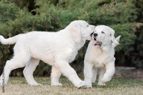 Central Asian Shepherd Dog puppy. White puppy. Dog litter. Kennel. Gigant dog breed puppy