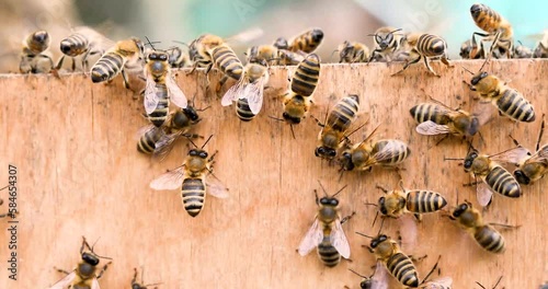 worker bees in a plywood surface. beekeeping flatlay photo