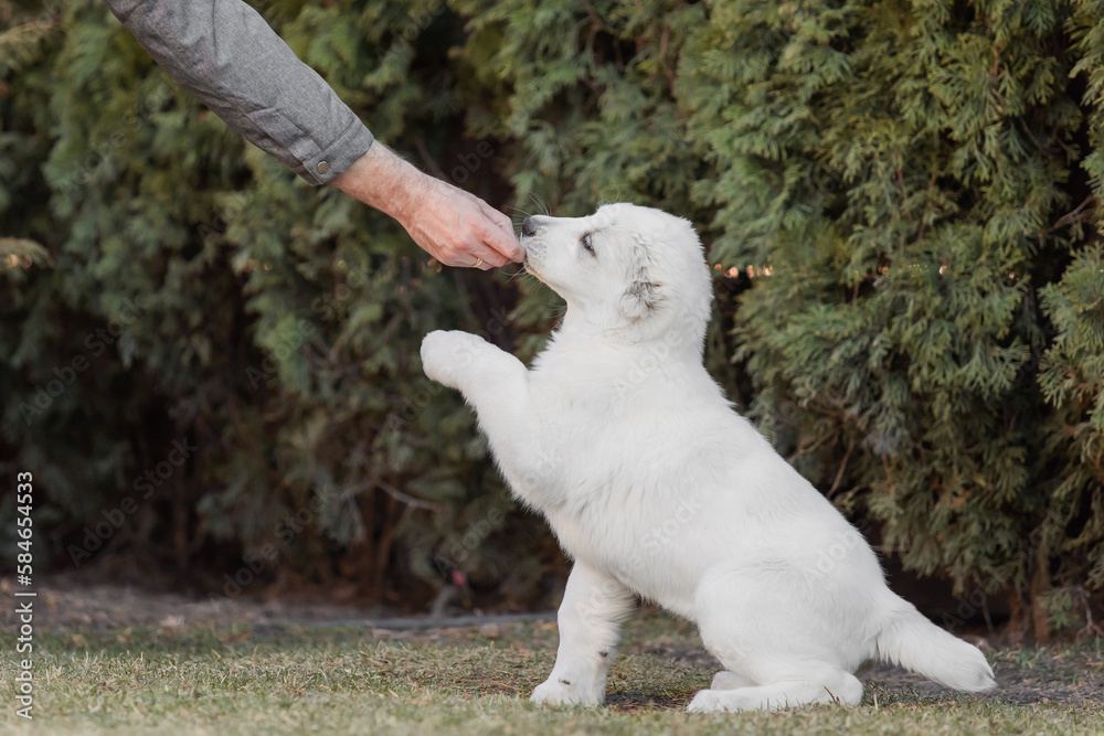 Fototapeta premium Central Asian Shepherd Dog puppy. White puppy. Dog litter. Kennel. Gigant dog breed puppy