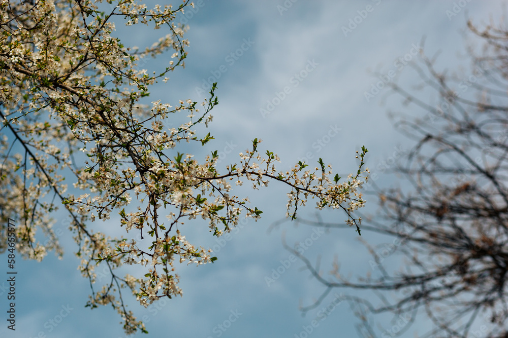 White cheery tree blossoms on tree branch against blue sky and barren branches in background White cheery tree blossoms on tree branch against blue sky and barren branches in background