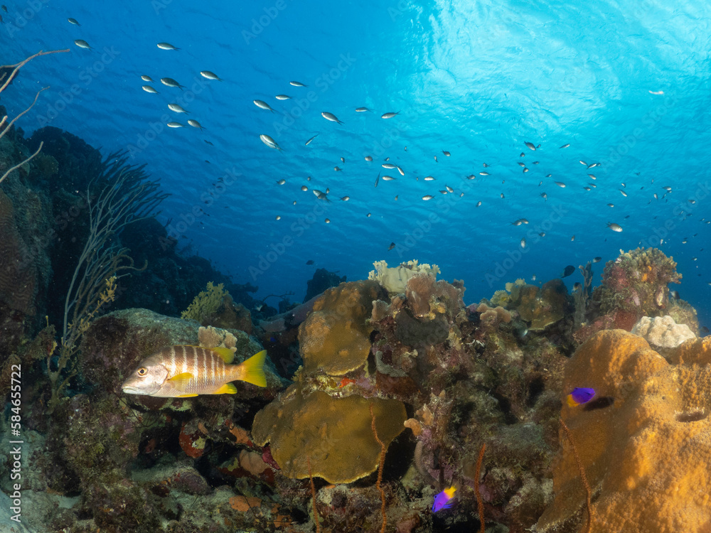 Fototapeta premium Coral Reef