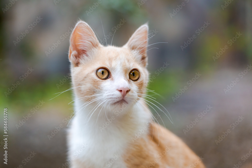 Cute baby cat kitten, ginger with white and wonderful eyes, looks at background in the garden, close-up Cute baby cat kitten, ginger with white and wonderful eyes, looks at background in the garden, close-up