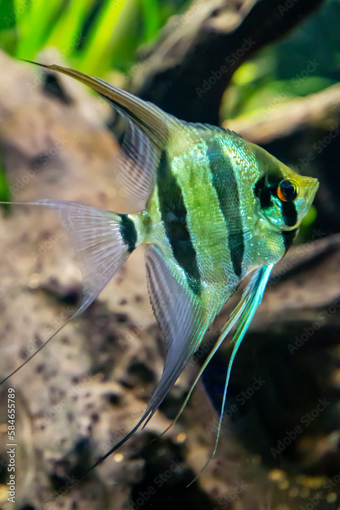 Altum (Latin Pterophyllum altum) with beautiful black stripes on the ...