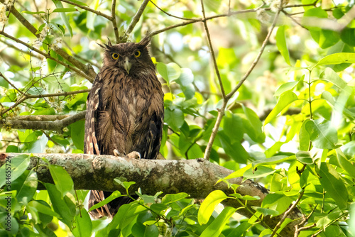 brown fish owl on a branch from hazarikhil forest, chattogram, bangladesh