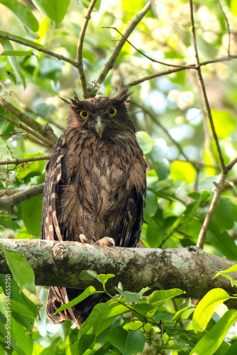 Brown fish owl, Strigidae from hazarikhil forest chattogram Bangladesh
