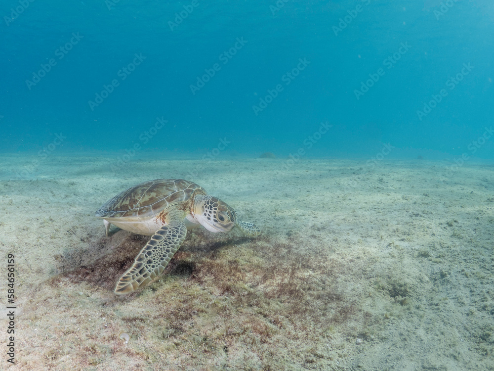 Sea turtle eating
