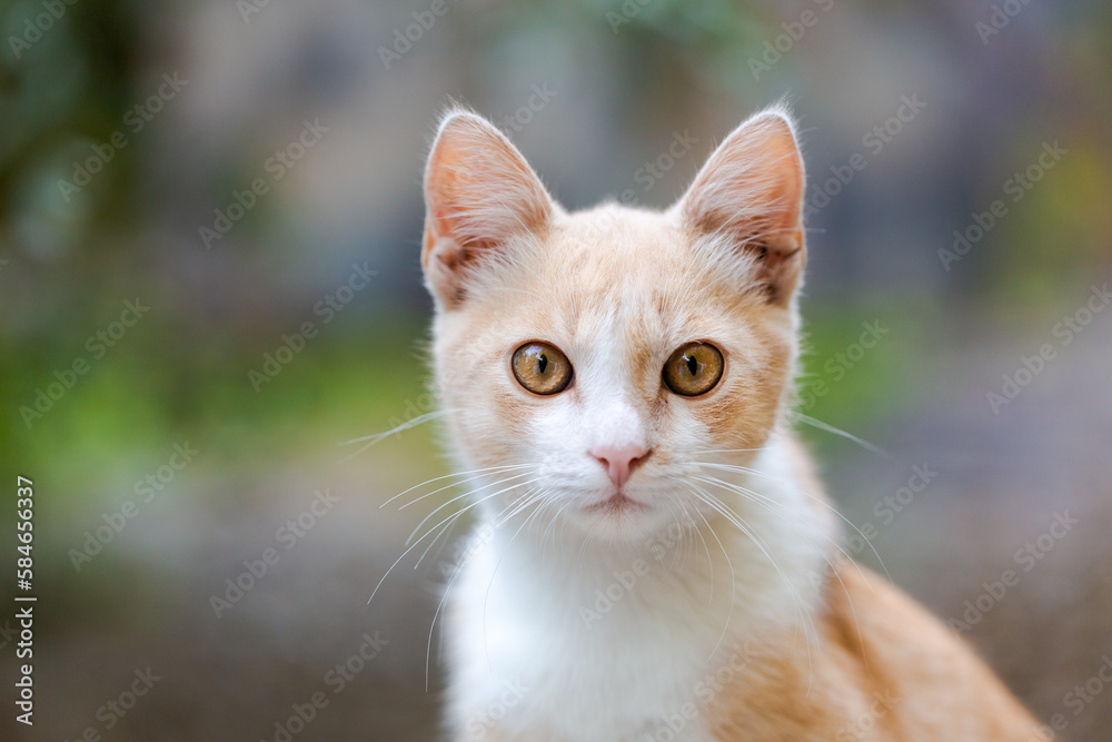 Orange cat outdoors, ginger kitten view, natural green background. Domestic fluffy cat animals spend time outside. Fluffy kitten against tree cheers, village zone.