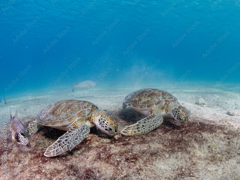 Obraz premium Sea turtle eating