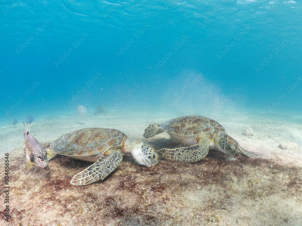 Obraz premium Sea turtle eating