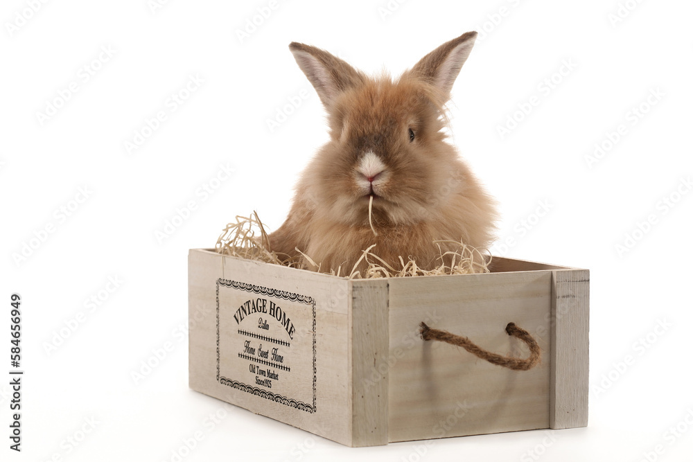 brown rabbit in a box for easter