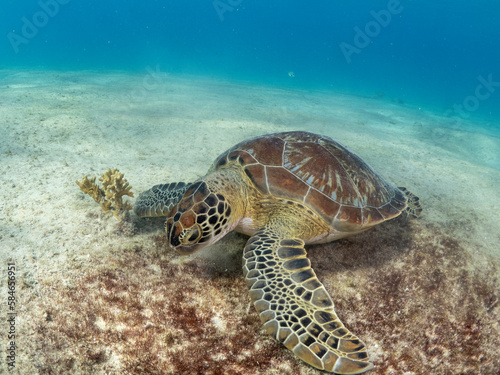 Sea turtle eating © Gertjan
