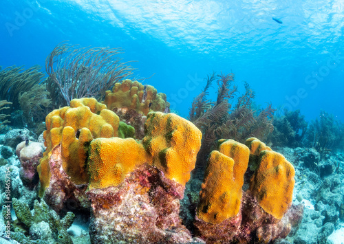 Coral reef in blue ocean