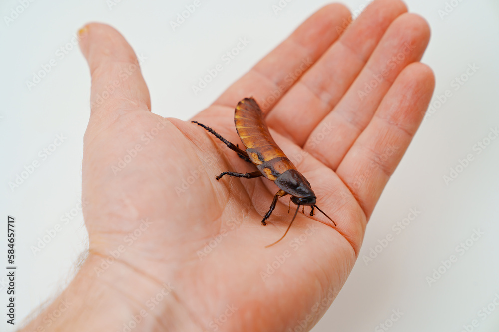 Obraz premium a man holds in hand a large hissing Madagascar cockroach on a white background