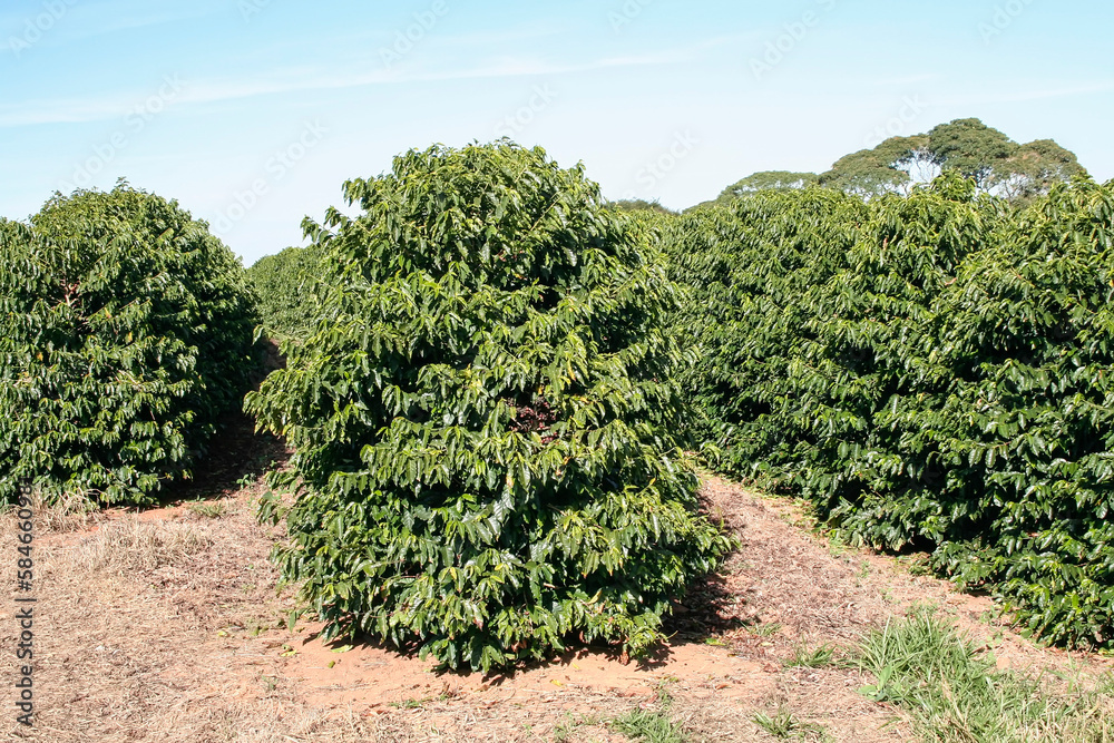 Farm coffee plantation in Brazil