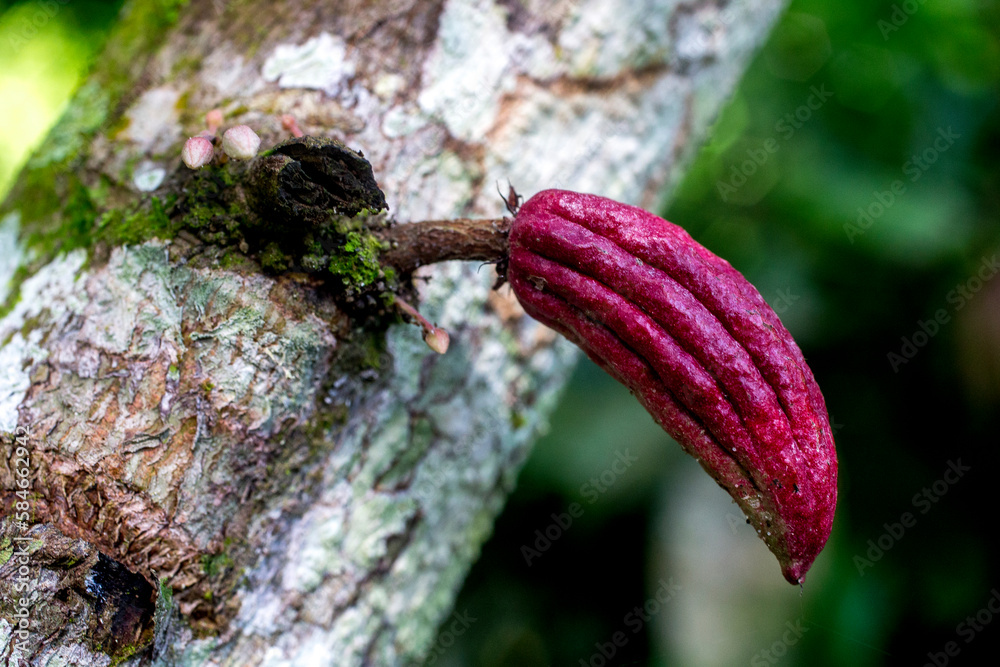Cocoa sapling in a plantation near Agboville, Ivory Coast.