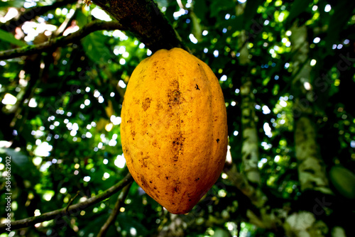 Cocoa plantation near Agboville, Ivory Coast. Ripe pod. photo