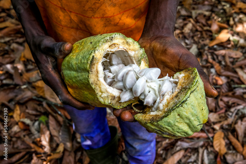 Young cocoa plantation worker  opening a pod in Guezon, Ivory Coast. photo