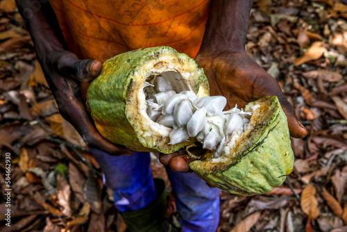 Young cocoa plantation worker  opening a pod in Guezon, Ivory Coast.