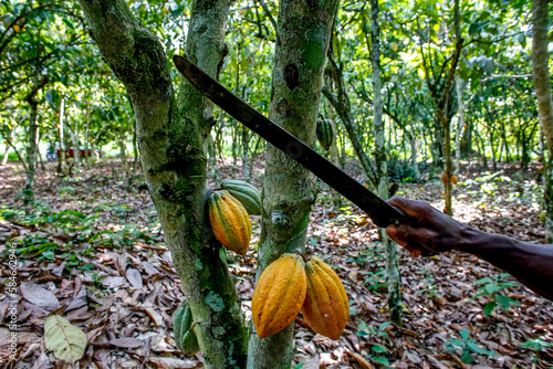 Cocoa harvest in a plantation near Agboville, Ivory Coast. photo