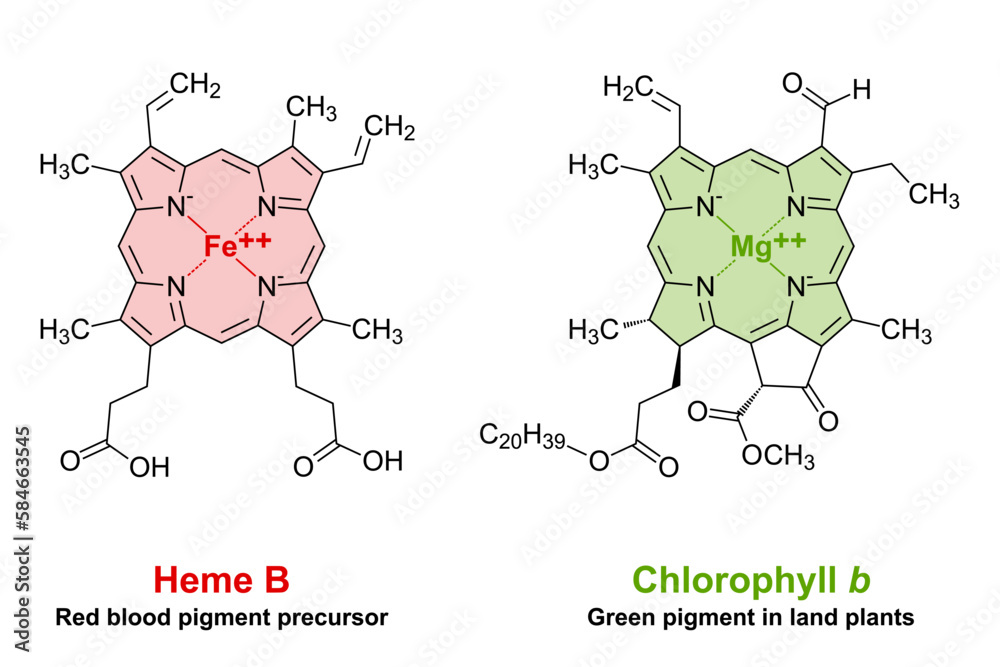 Heme and chlorophyll similarities in chemical structure. A plane porphyrin ring with 4 nitrogen atoms, binding an iron atom for the red blood pigment, and a magnesium atom for the green plant pigment. - obrazy, fototapety, plakaty 