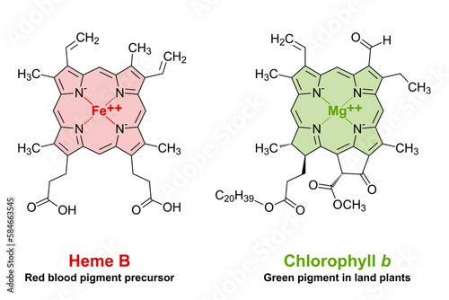 Heme and chlorophyll similarities in chemical structure. A plane porphyrin ring with 4 nitrogen atoms, binding an iron atom for the red blood pigment, and a magnesium atom for the green plant pigment. photo