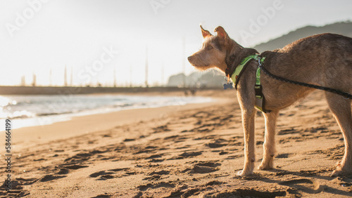 Canvas Print Dog at the beach