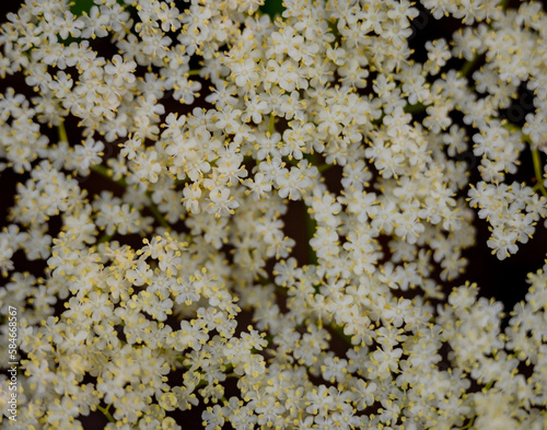 Tiny White Flowers Bloom In Tight Group