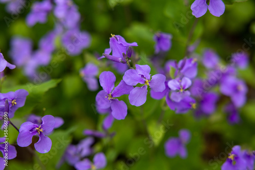 Wallpaper Mural 一面の紫の花 Torontodigital.ca