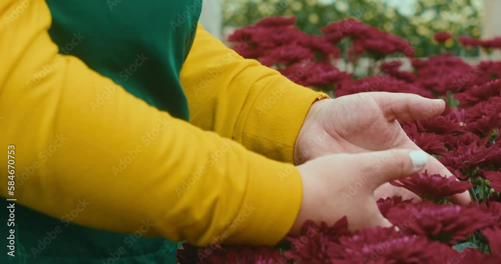 Florista en uniforme verde y amarillo tocando unas flores rojas en un invernadero.