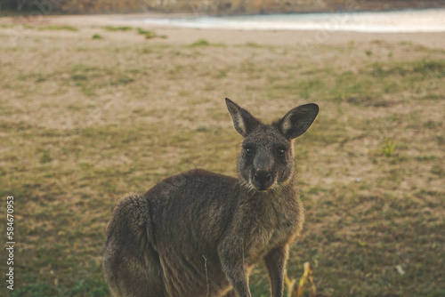 Curious Kangaroo living at Pebbly Beach in Australia.