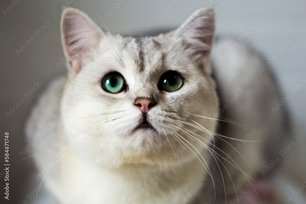 close up of a cute british shorthair cat with green eyes close up of a cute british shorthair cat with green eyes