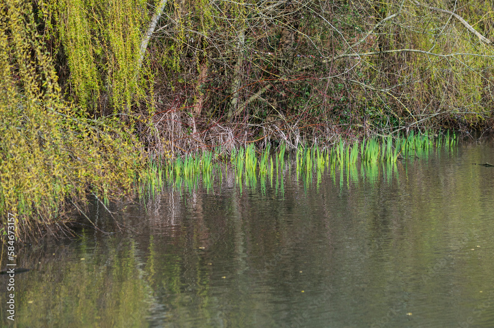 Early Spring on the lake in sunshine and cloud. with new growth.