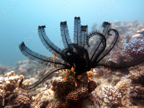 Feather starfish of red sea photo