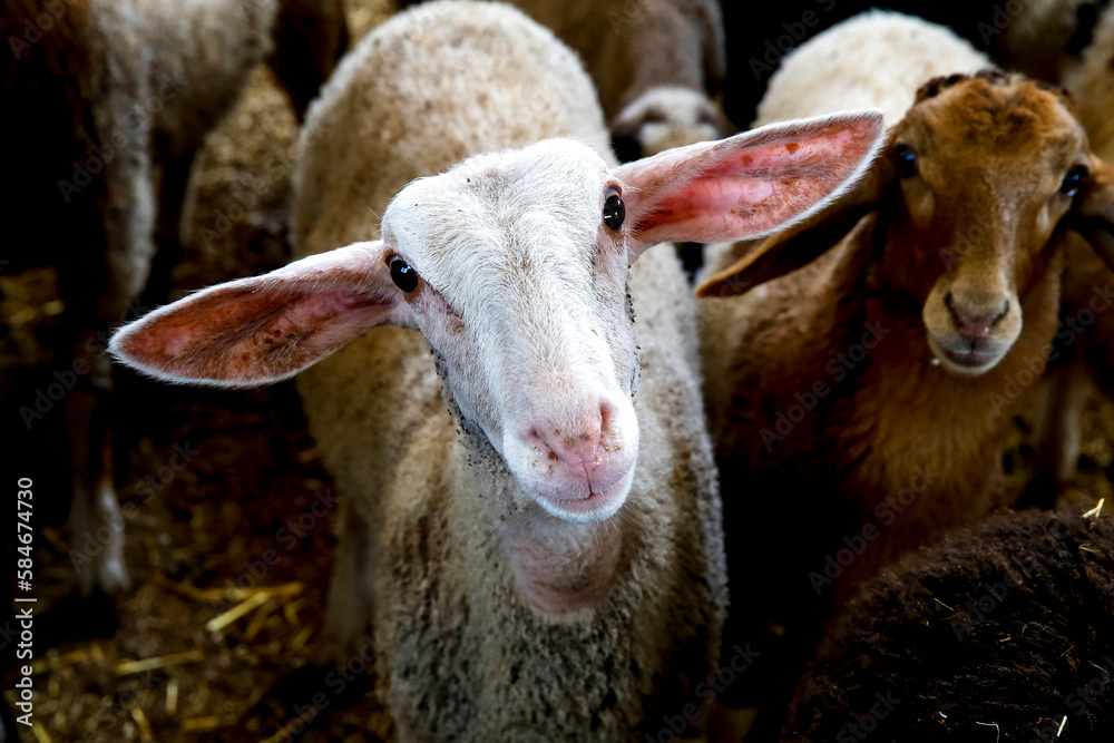 Agricultural cooperative in Beit Furik, West Bank, Palestine, co-financed by a loan from ACAD Finance..Sheep. Agricultural cooperative in Beit Furik, West Bank, Palestine, co-financed by a loan from ACAD Finance..Sheep.