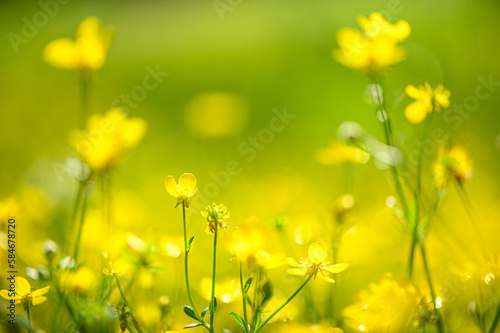 yellow flowers, beautiful natural spring background © andreusK