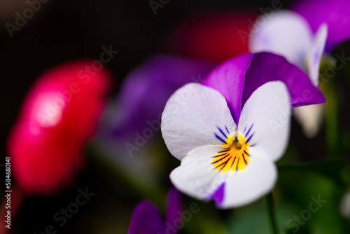 Colorful field pansy flower (Viola arvensis) is a herbaceous annual plant with serrated leaves and violet, white and yellow petals. Macro close up with blurred background in sunny springtime garden. photo