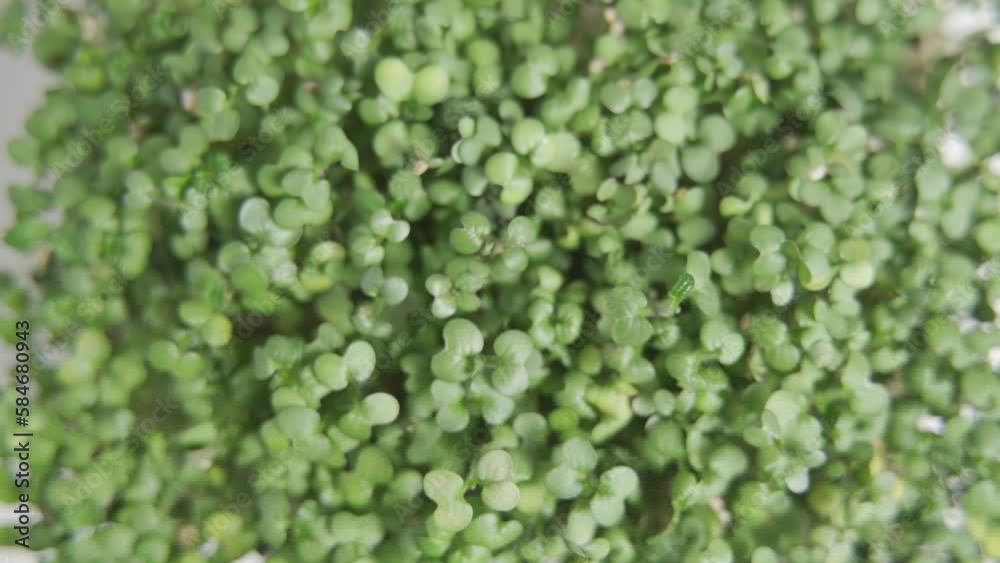 Mustard microgreens. Micro green sprouts for healthy vegan food cooking. Small sprouts of mustard. HLG BT.2020. Mustard microgreens. Micro green sprouts for healthy vegan food cooking. Small sprouts of mustard. HLG BT.2020.